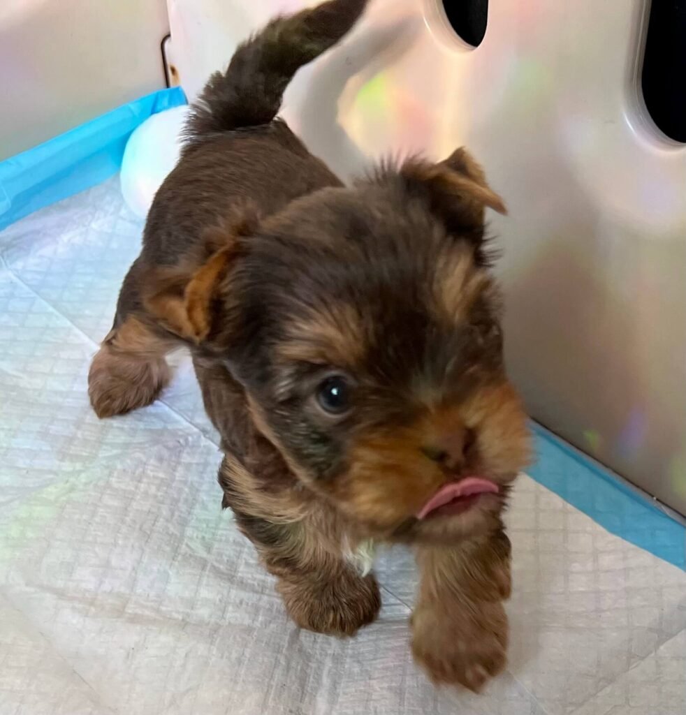 Puppy Dale with his tongue out